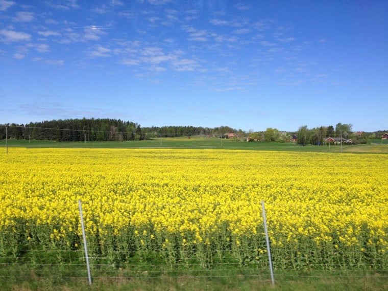 De uitgestrekte bloemenvelden op weg naar het stadscentrum